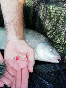 Nyári rapid methodhorgászat a Maconkai víztározón 4 halas etetőanyag