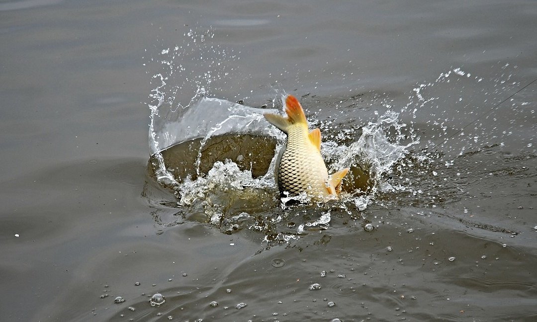Maestro Fishing termékek hideg vízi horgászathoz és versenyzéshez is