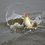 Maestro Fishing etetőanyag hideg vizes horgászathoz és versenyhez is