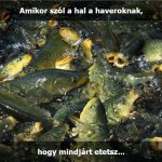 maestro fishing etetőanyag ajánló