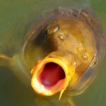 maestro fishing haltelepítés Bács-Kiskun megyében - március 26