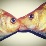 maestro fishing haltelepítés hajdú bihar megye keszeg