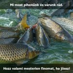 maestro fishing mém várunk rád