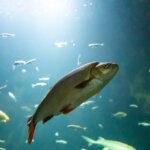 A jászkeszeg lett az év hala 2021-ben